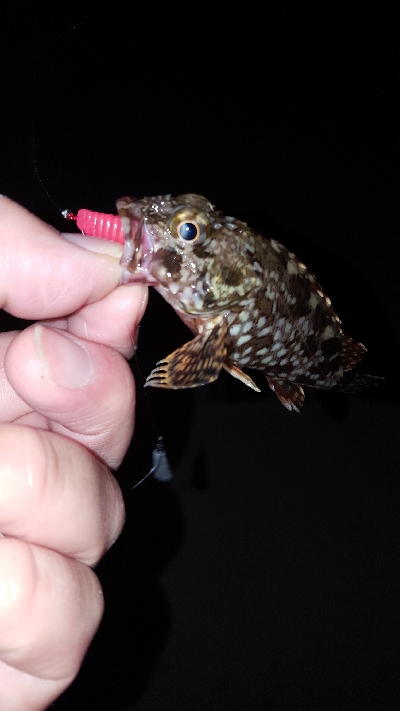 神戸港ランガン