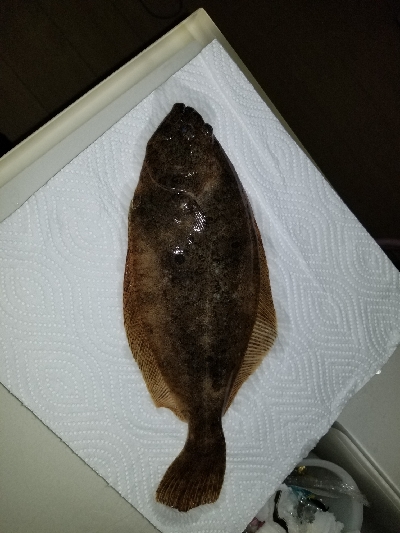 今年初のお魚