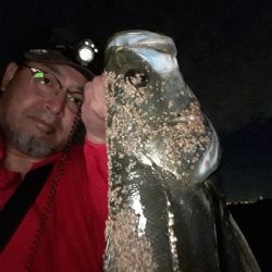 シーバスとキビレ