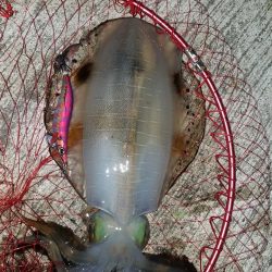 またまたアオリイカ