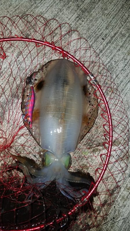 またまたアオリイカ