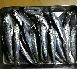 ファミリーフィッシング