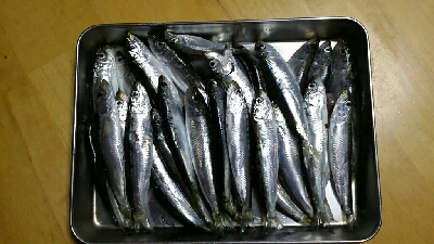 ファミリーフィッシング