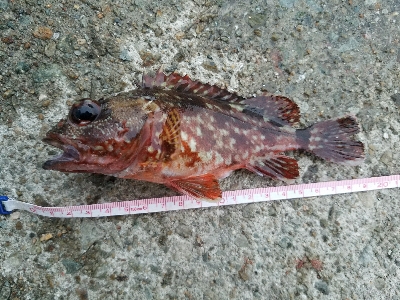 豆アジ釣り　～夕まずめにパラパラ～