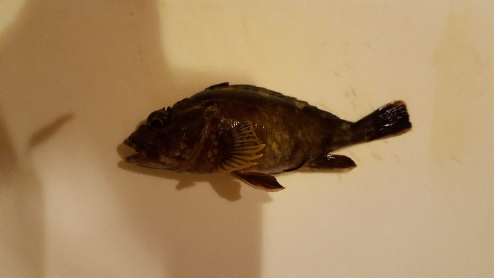 メジナ再チャレンジ