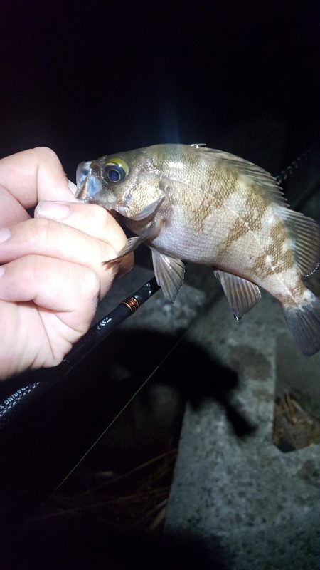 チビメバル無限湧き