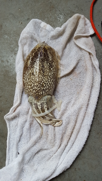 サビキ釣りとエギに挑戦