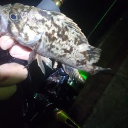 雨上がりベタ凪ぎ弱風