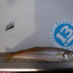 ちょい投げで良型キスゲーム