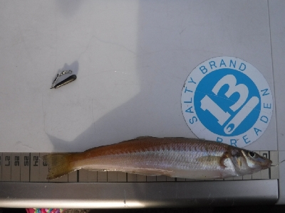 ちょい投げで良型キスゲーム