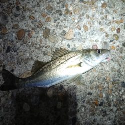 メバリング日和