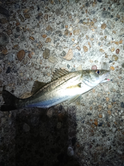 メバリング日和