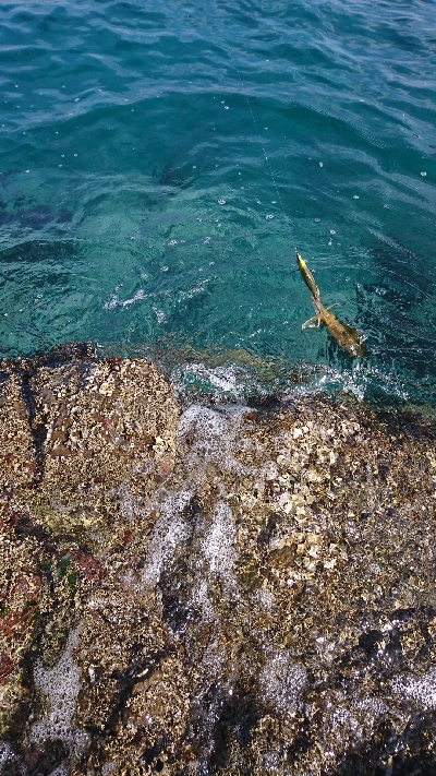 エギング釣行その19