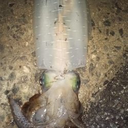 初の春アオリイカ