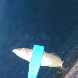 キス釣り釣行その2