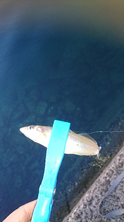 キス釣り釣行その2