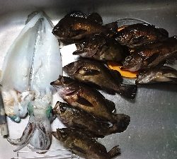 メバルシーバス&アオリ!!