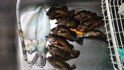 メバルシーバス&アオリ！！