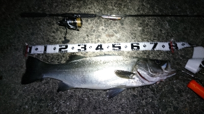 アニサキス付ヒラスズキ