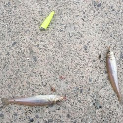 キス 調査 浜坂編