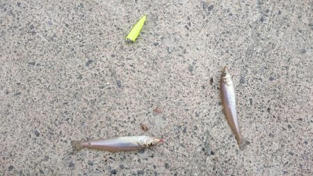 キス 調査 浜坂編