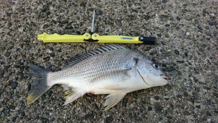 キビレと少々のアジ