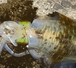 エギング釣行その21