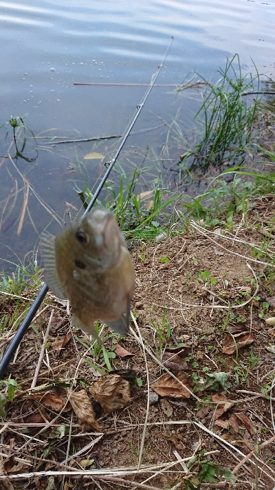 昼間からギル釣り
