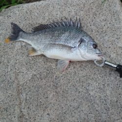 雨上がりの一匹