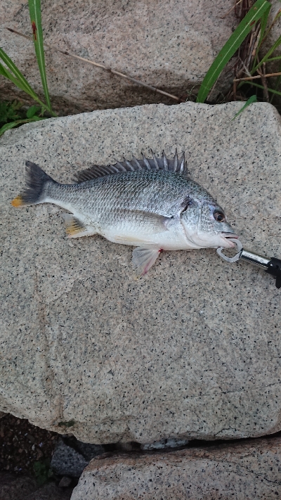雨上がりの一匹
