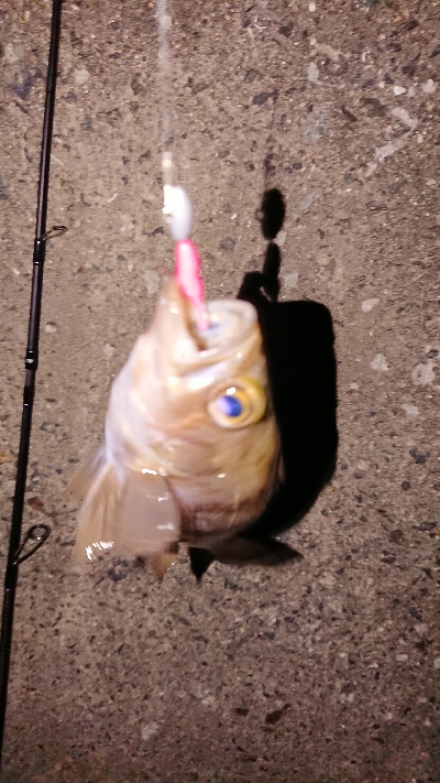 今宵もメバリング