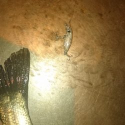 廿日市メバリング