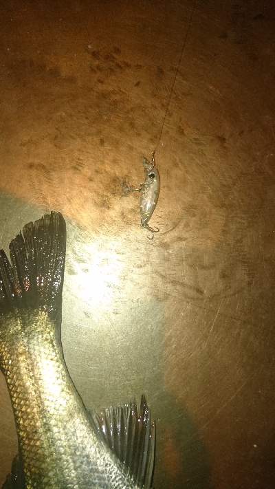 廿日市メバリング