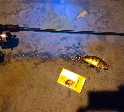 物足りない釣果