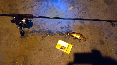 物足りない釣果