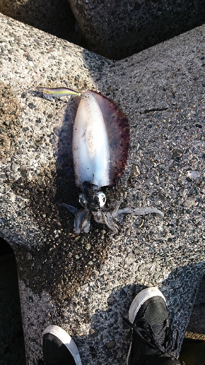 みなさーん知多半島春イカ開幕しましたよー