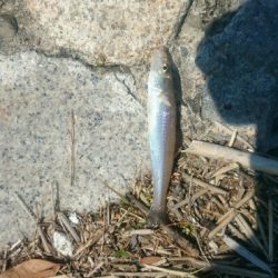 KISS キス 鱚♪ KISS キス 鱚♪