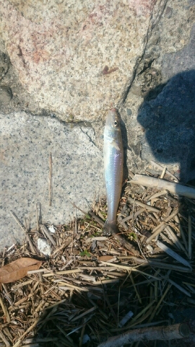 KISS キス 鱚♪ KISS キス 鱚♪