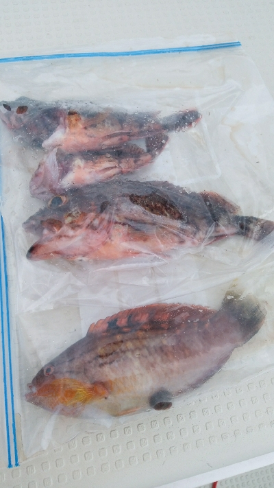 i-Pirotの試運転を兼ねて