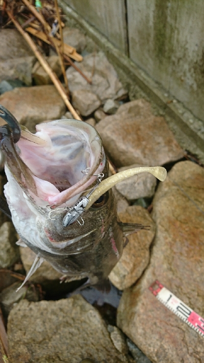 雨のデイゲーム
