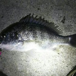 今年初チニング