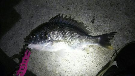 今年初チニング