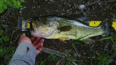 多々良沼オカッパリ釣行