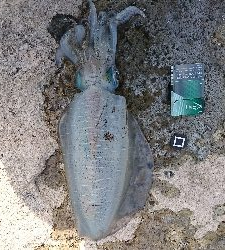 三度目の正直！(笑)