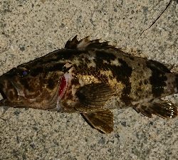 タケノコメバリング