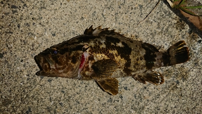 タケノコメバリング