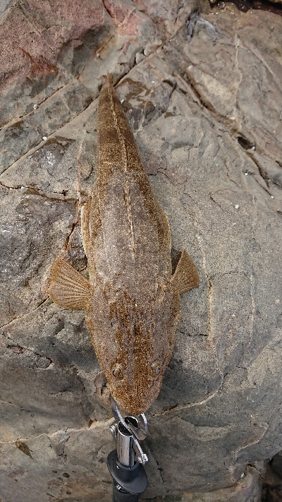 ついに釣れた！が、まさかの…