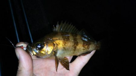 今日こそアジを！