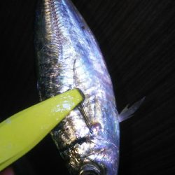 沖堤防で撃沈…