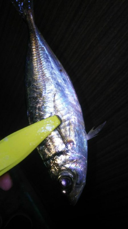 沖堤防で撃沈…